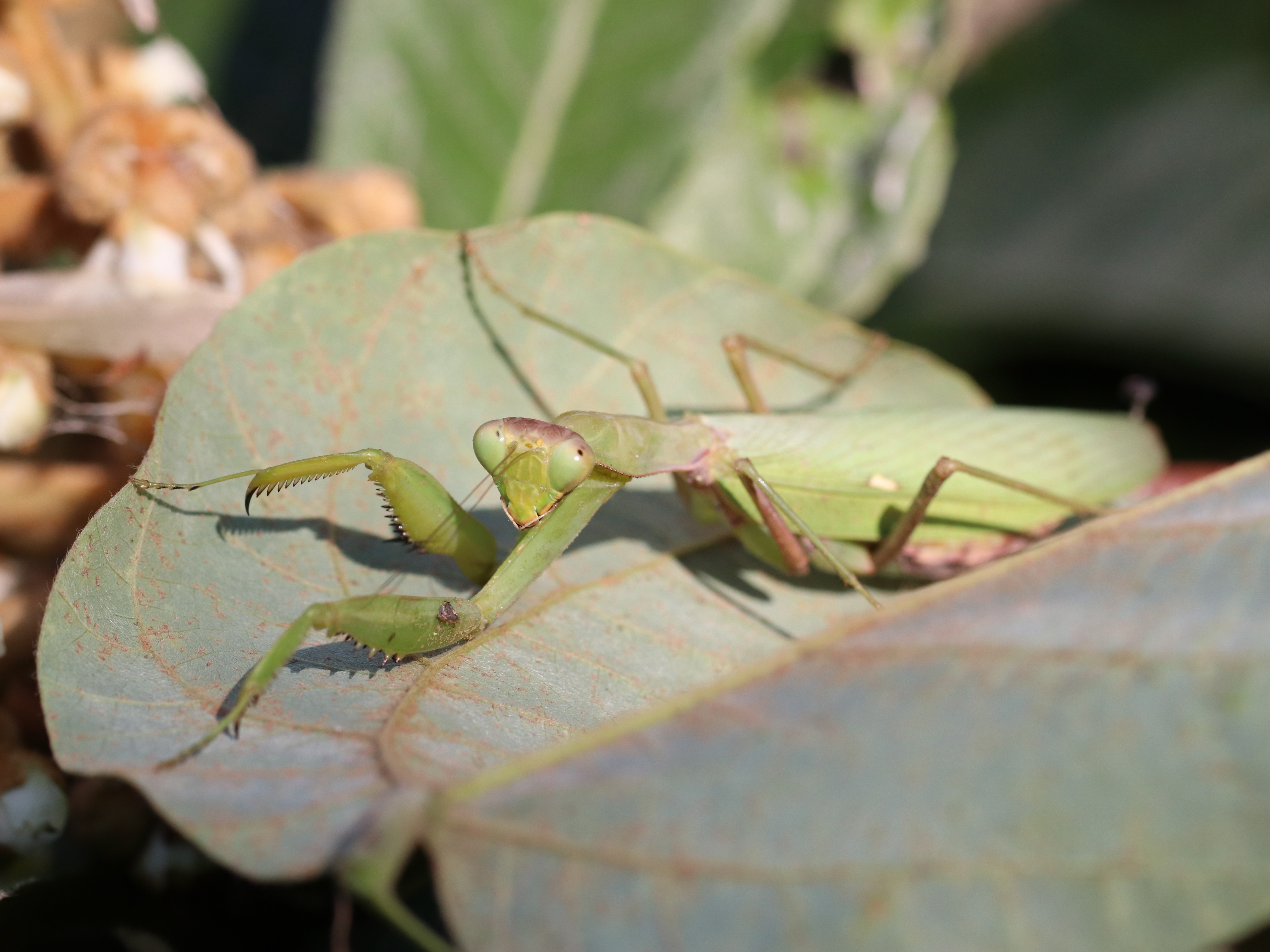 ハラビロカマキリ5